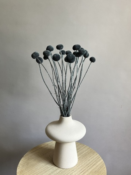 Краспедия стабилизированная серая (упак 20 шт)