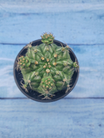 Gymnocalycium T-Rex Pink hybride (Гимнокалициум T-rex)