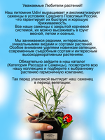 Гвоздика Двойная Роза перистая Дабл Роуз