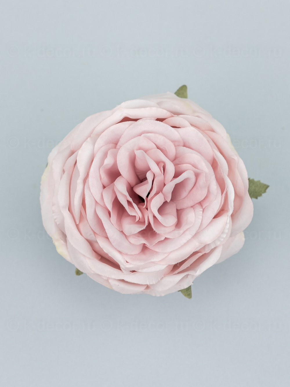 Голова пионовидной розы Дебора