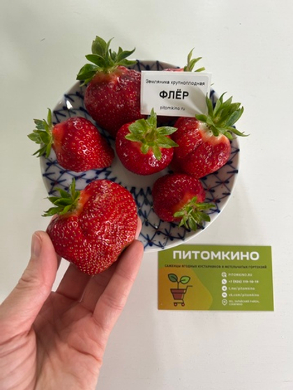 Земляника крупноплодная Флер
