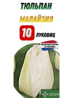 Тюльпан Малайзия 10луковиц