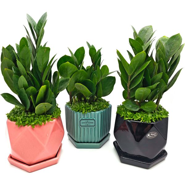 Замиокулькас в случайном горшке D10 H25