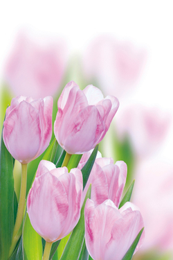 Коллекция Цветы