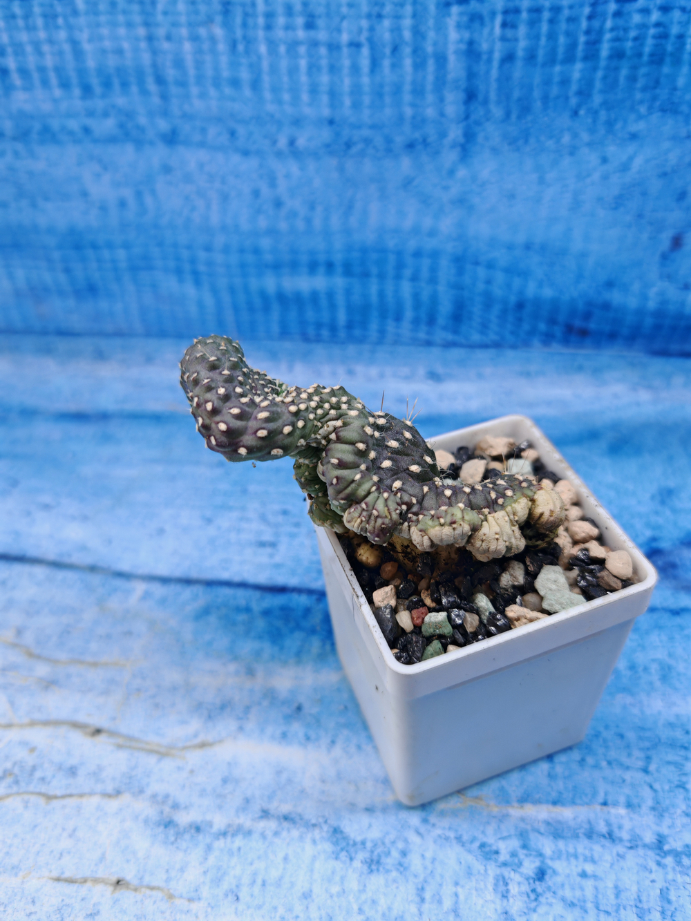 Opuntia Fulgida Cristata (Опунция)