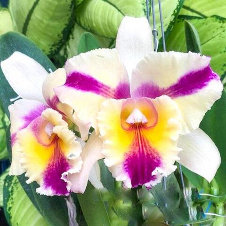 Орхидея ринхолелиокаттлея RLC. THAKSINA CANDY SOUR CREAM