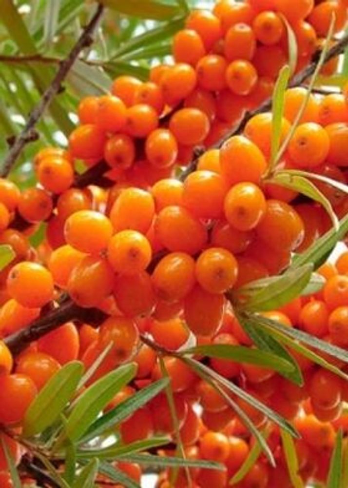 Облепиха Злата