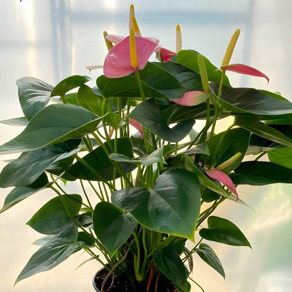 Антуриум Андре VIOLET LOVE