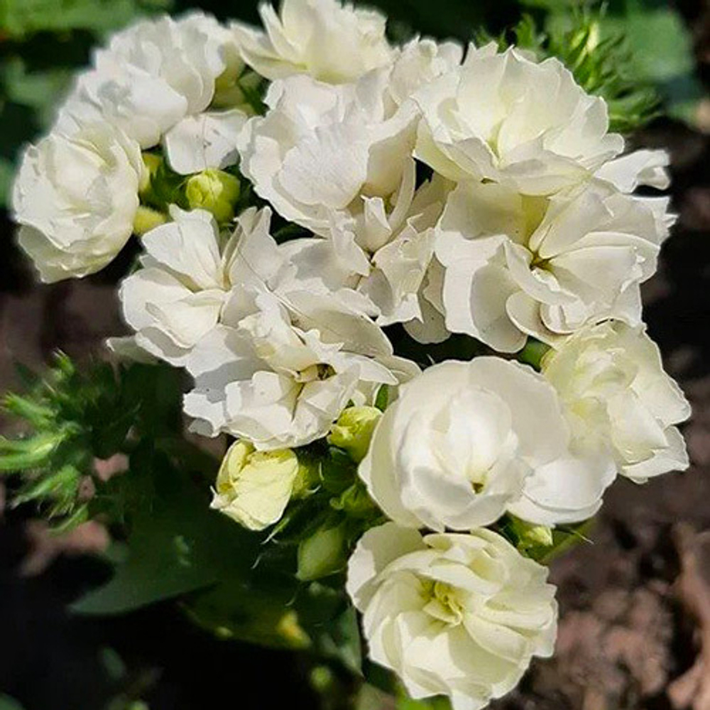 Семена цветов Флокс друммонди Промис Вайт, PanAmeriСan Seed, 10 шт.