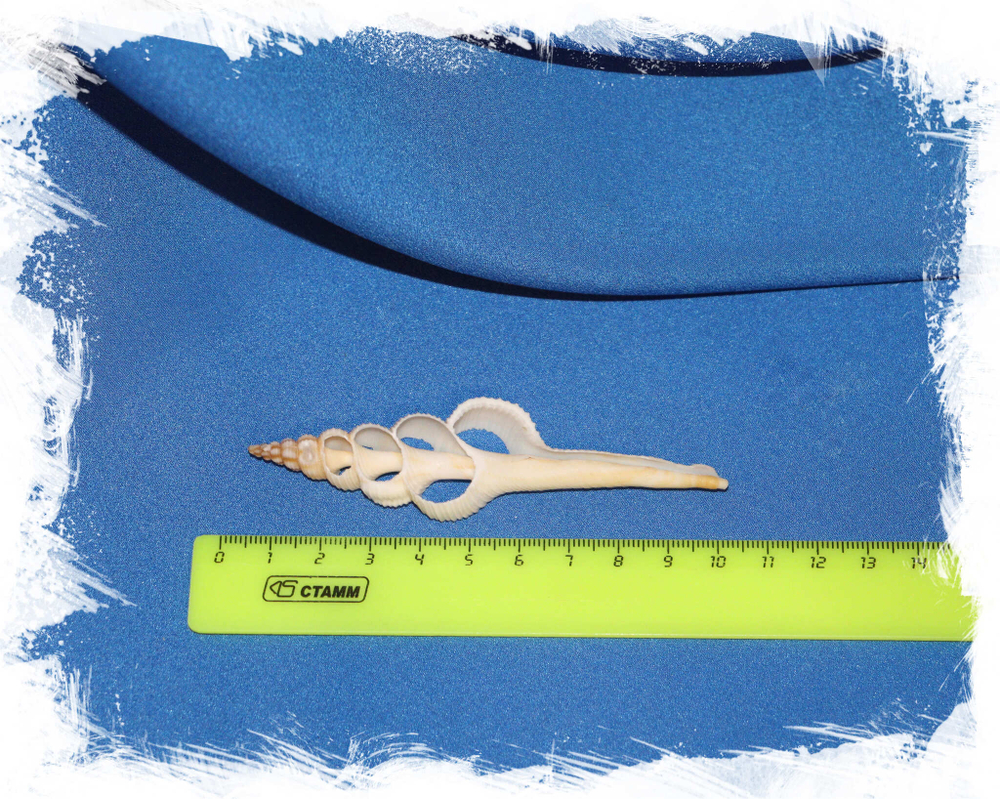 Срез ракушки спиральный