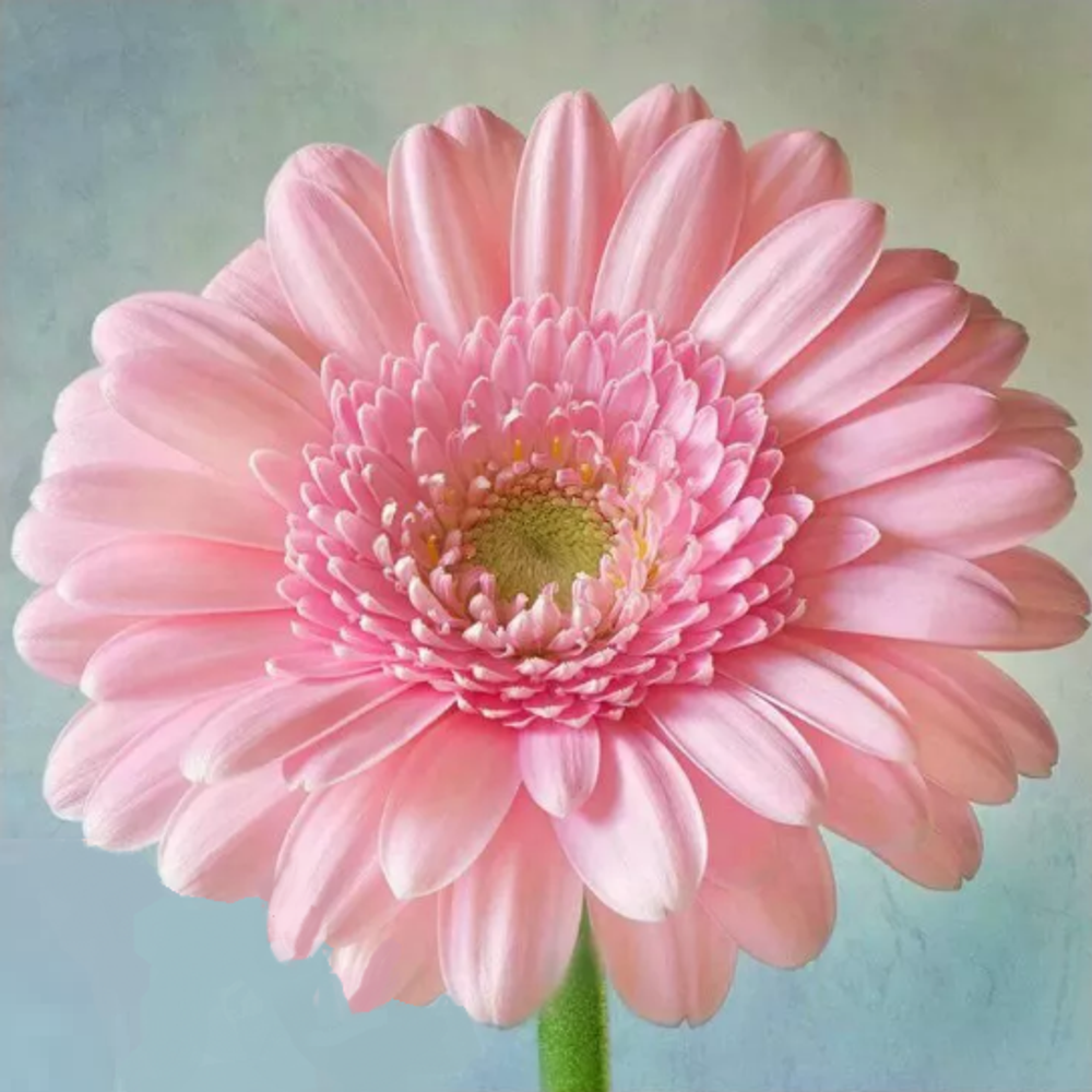 Гербер мини розовый