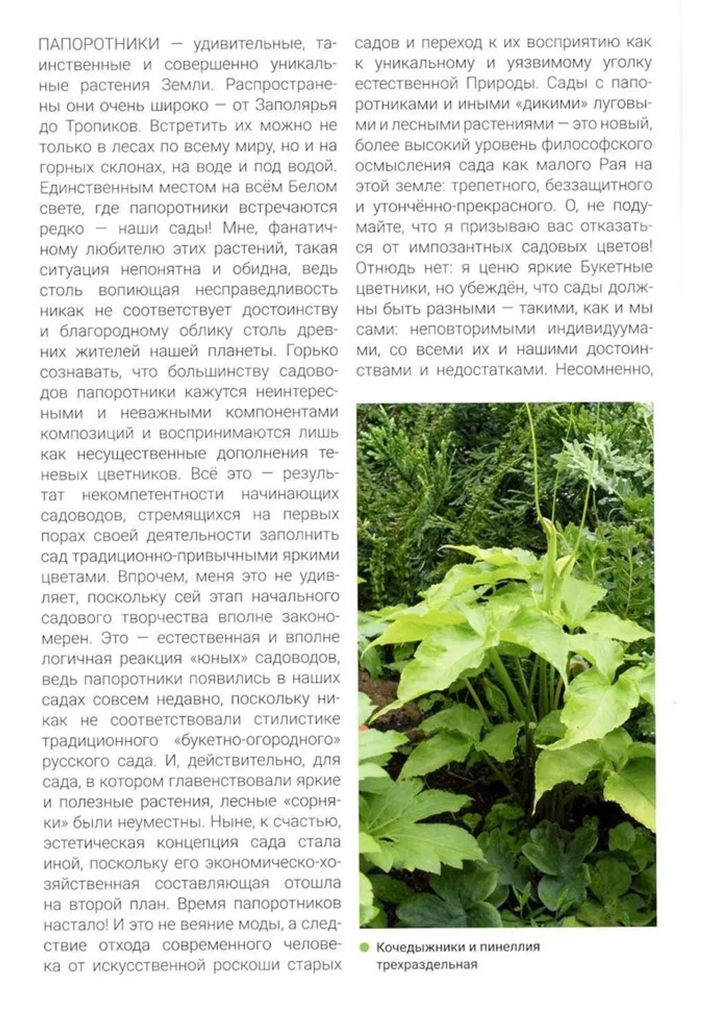 Папоротники в саду
