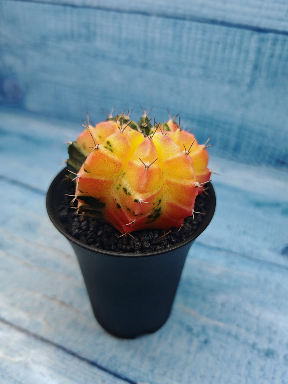 Gymnocalycium Variegata (Гимнокалициум Вариегатный)