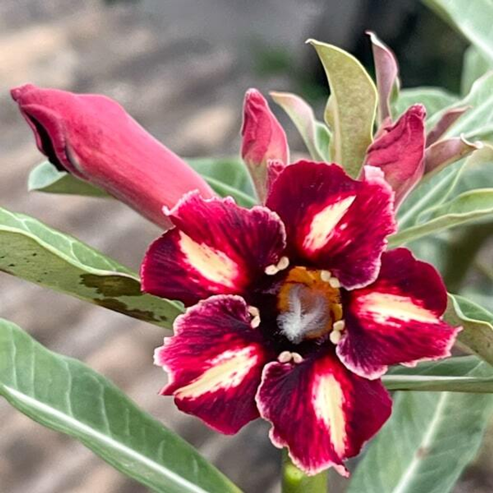 Адениум обесум CHERRY RED