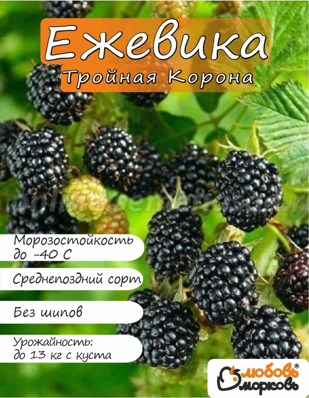 Ежевика саженец Тройная Корона