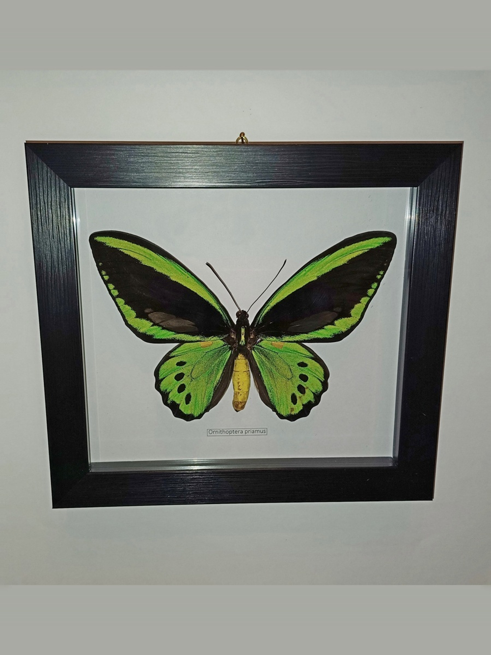 Бабочка Ornithoptera priamus priamus