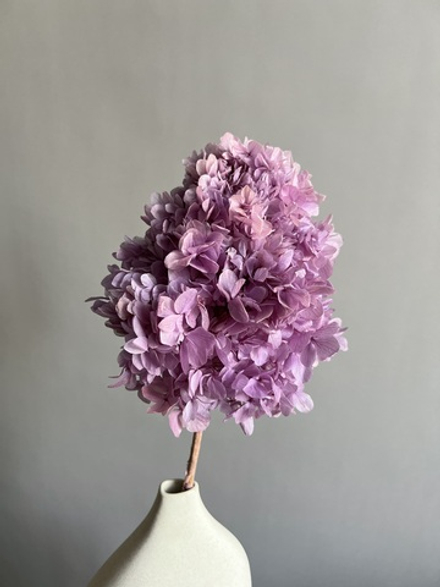 Гортензия стабилизированная сиреневый градиент крупнолистная