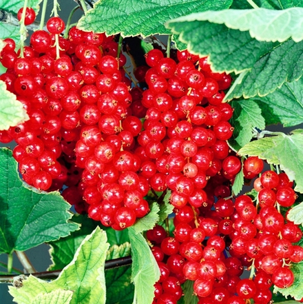 Смородина Йонкер ван Тетц красная