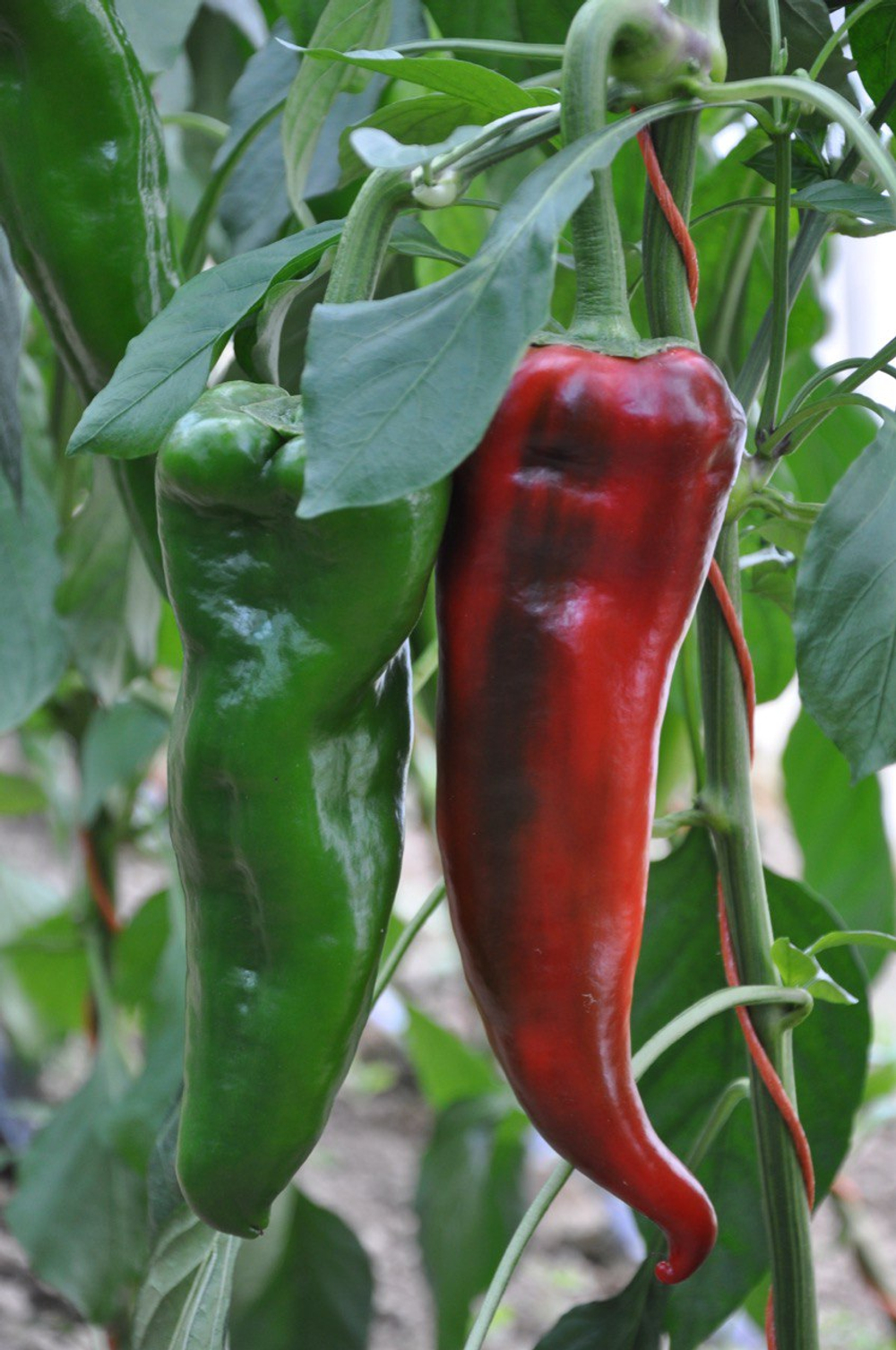 Армагедон F1 семена перца ( Yuksel Tohum / )