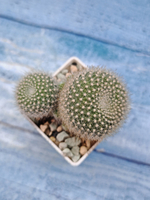 Rebutia Krainziana (Ребуция)