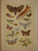 "Бабочки Европы. Описание наиболее известных видов и руководство к собиранию и определению бабочек и их гусениц". 1904г.