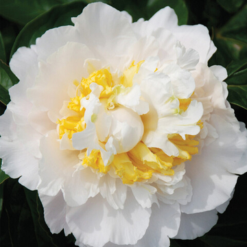 Пион Хани Голд