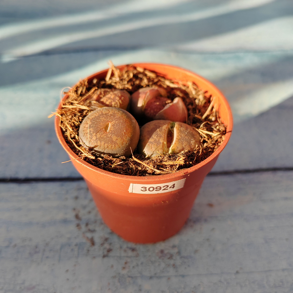 Lithops sp. (Литопсы)