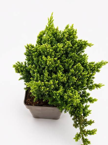 Можжевельник "Procumbens Nana"