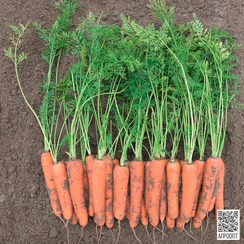 Ромоса семена моркови нантской (Bejo / Бейо)