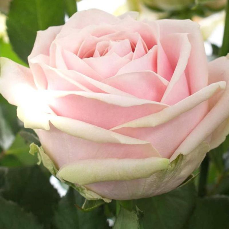 Роза чайно-гибридная Свит Аваланш "Sweet Avalanche"