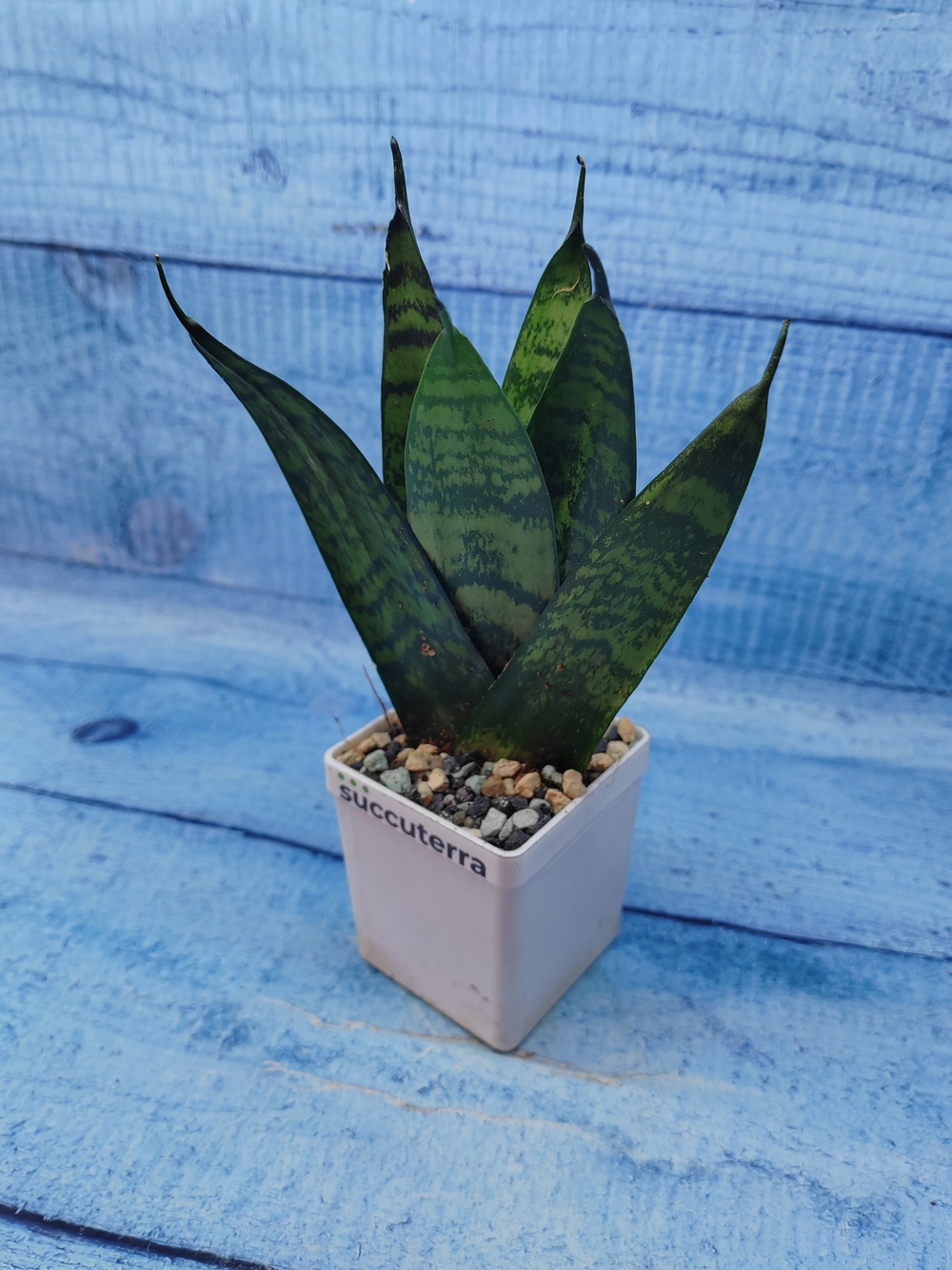 Sansevieria Zeylanica Fan (Сансевиерия)