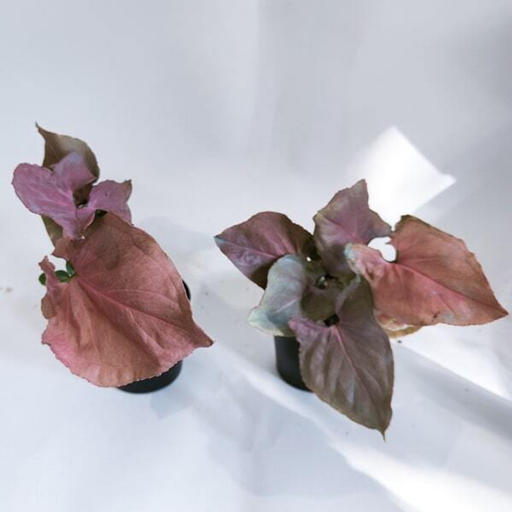 Сингониум PINK JAPAN (P70)