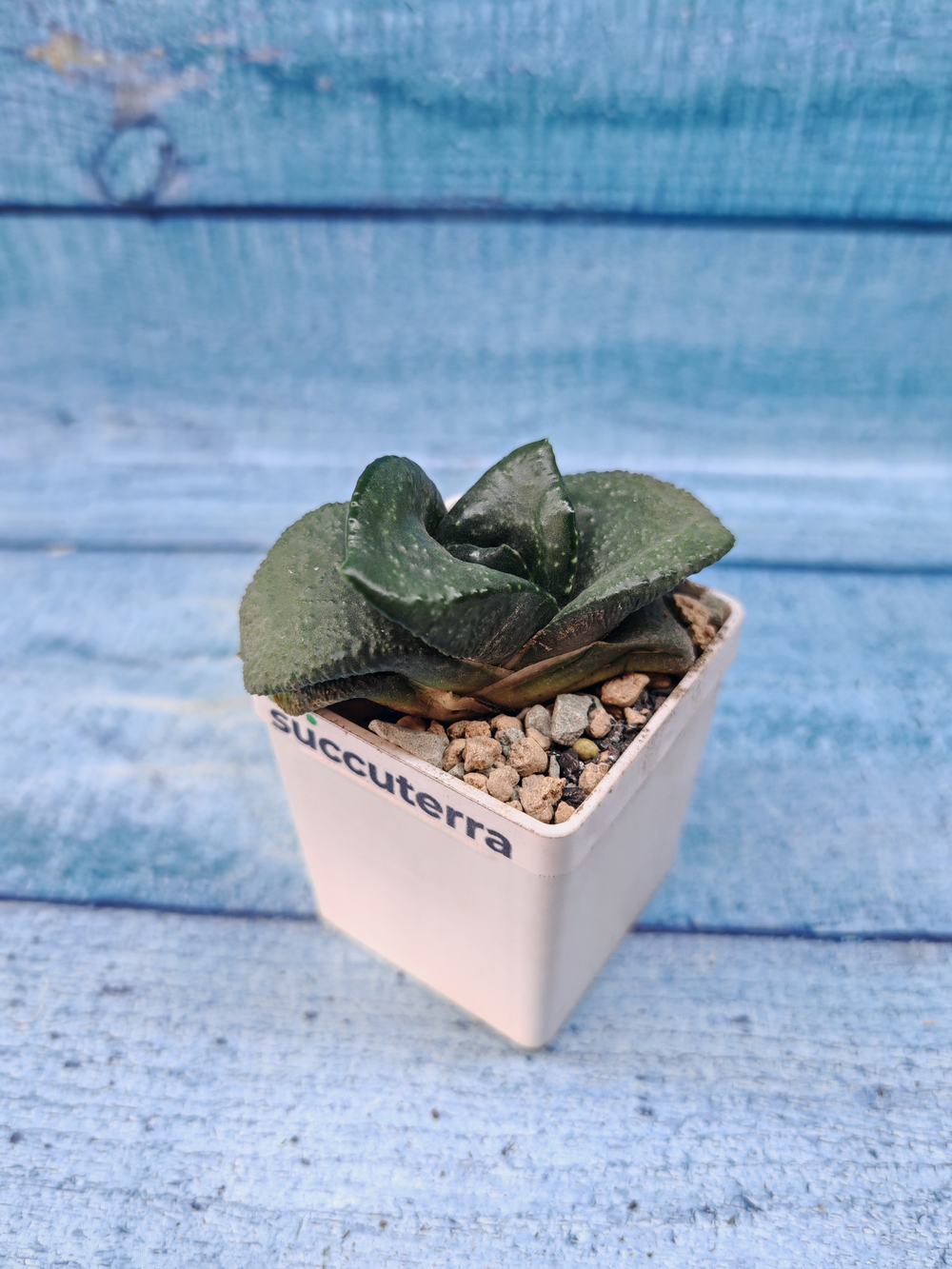Gasteria Armstrongii (Гастерия)