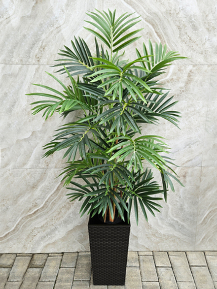 Пальма Рапис 140см в коричневом кашпо ротанг 41см