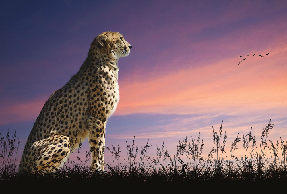 Коллекция Животные