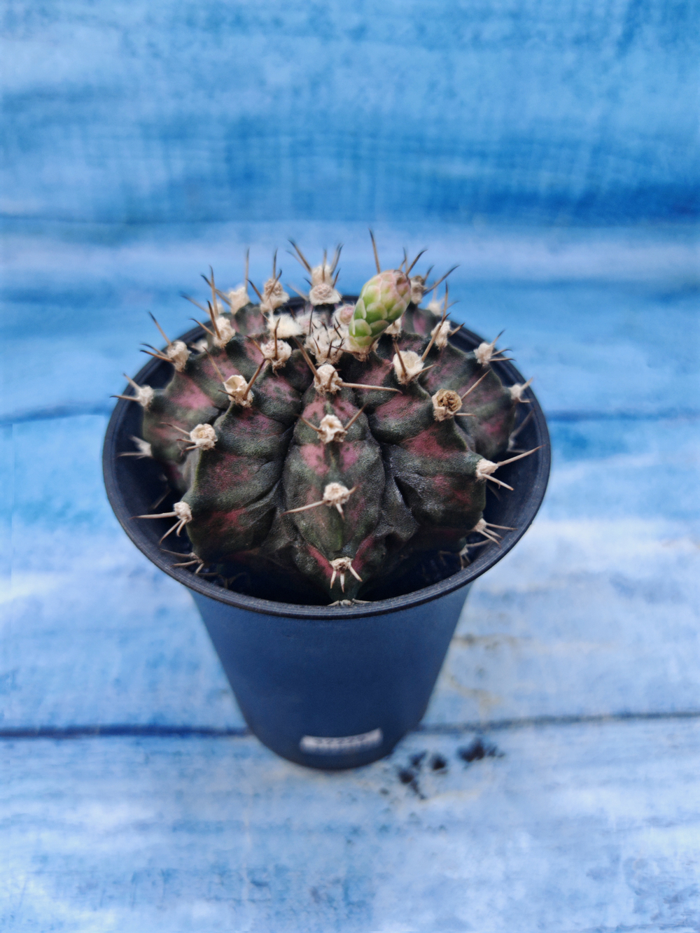 Gymnocalycium T-Rex Pink hybrid (Гимнокалициум T-rex)