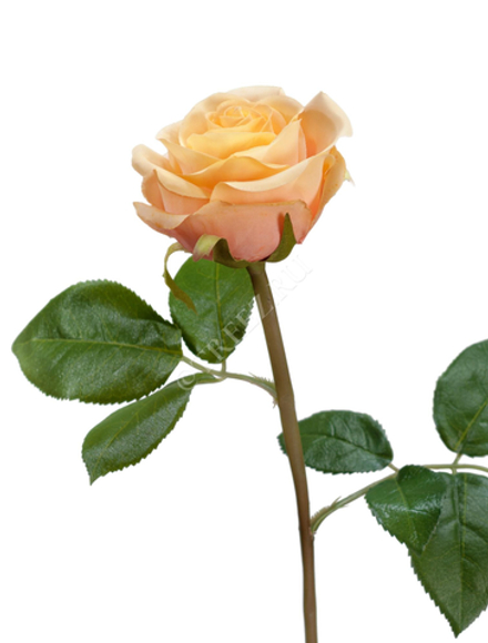 Роза Флорибунда Мидл крем-персик, в-34 см