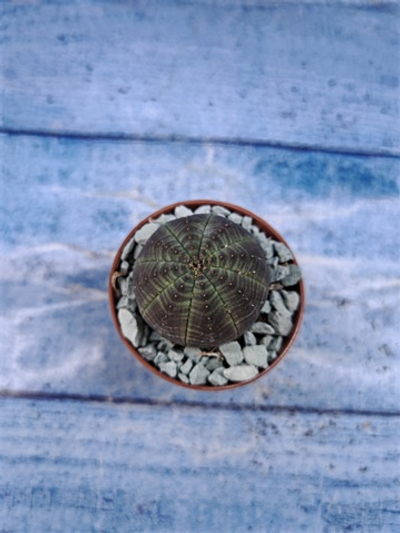 Euphorbia Obesa (Эуфорбия)