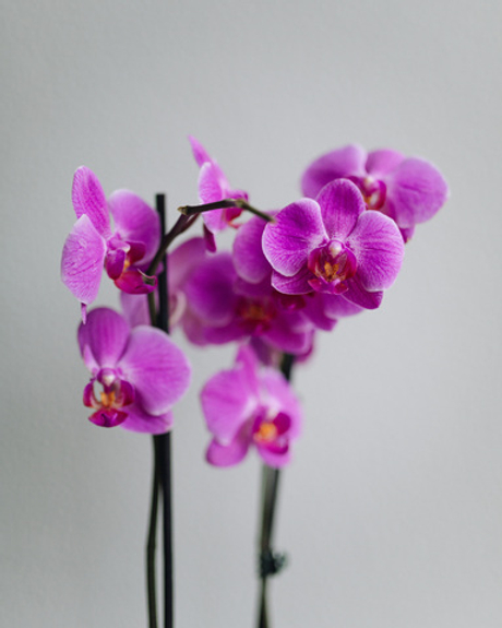 Орхидея Фаленопсис фиолетовая