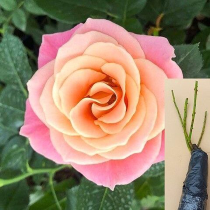 Роза Мисс Пигги чайно-гибридная саженец с ОКС.