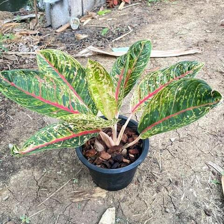 Аглаонема KU BANLANG OLD