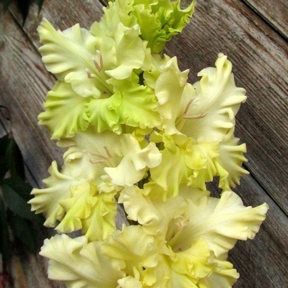 Гладиолус крупноцветковый Майови Квет
