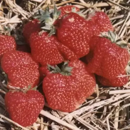 Земляника садовая Кармен