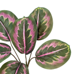 Калатея макоя с корнем бордо 35 см