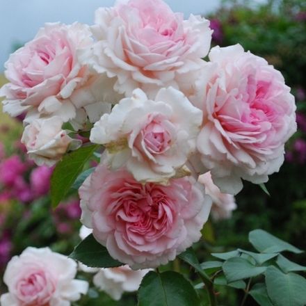 Александра / Принцесс де Люксембург (Alexandra / Princesse de Luxembourg)