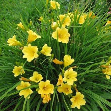 Лилейник "Stella d'Oro". Hemerocallis "Stella d'Oro".