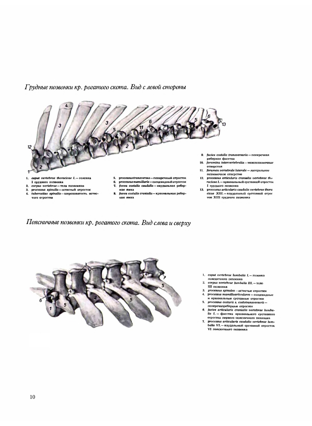 Атлас анатомии домашних животных. Том 2. Туловище | П. Попеско