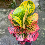 Кротон LOOKMAI NV05/2029