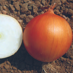 Каприкорн F1 семена лука репчатого (Sakata / Саката)