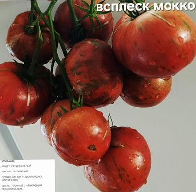 РАССАДА ТОМАТОВ ВСПЛЕСК МОККО
